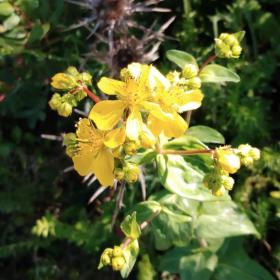 Hypericum perforatum