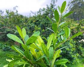 Yerba mate