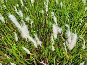 Imperata Cylindrica