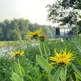Inula Helenium (Elecampane)