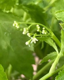 Japanese parsley