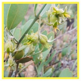 Simmondsia Chinensis