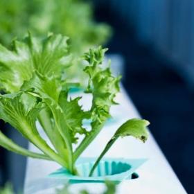 Kale (Leaf cabbage) 