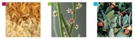 Rice bran, Jojoba, and Candelilla