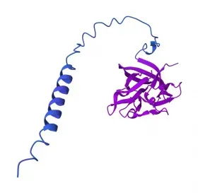 Keratinocyte Growth Factor; FGF7 - Fibroblast growth factor 7