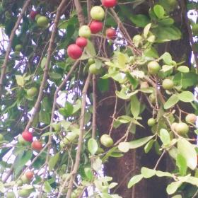 Kokum fruits