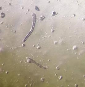 Lactobacillus under microscope
