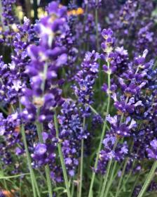 Lavandula