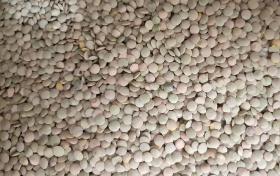 Lentil seeds