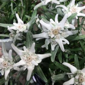 Leontopodium Alpinum