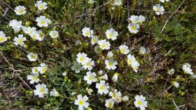 Limnanthes alba