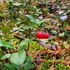 Lingonberry