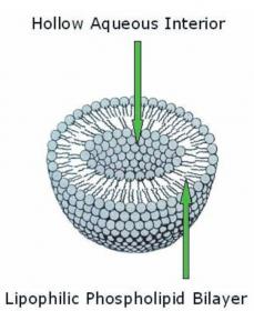 Phospholipids