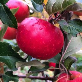 Malus Domestica (Swiss Apple)