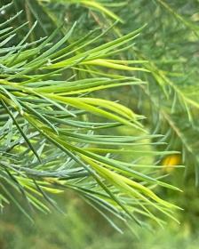 Melaleuca Alternifolia - Tea Tree