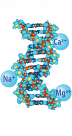 Triple DNA - Sodium, Magnesium, and Calcium salts of DNA.