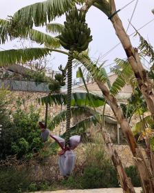 Bannana Tree