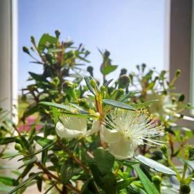 Myrtus Communis