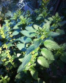 Utica dioica