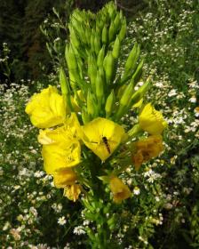 Oenothera biennis - Evening Primrose