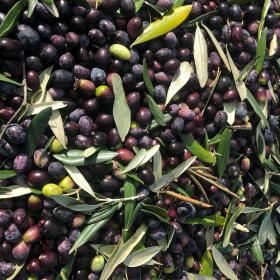 Olives