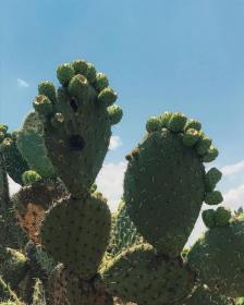 Opuntia Ficus-Indica