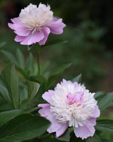 Paeonia Lactiflora