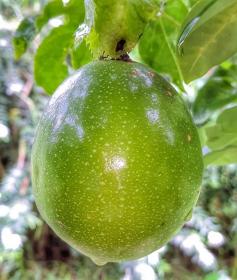 Passiflora Edulis