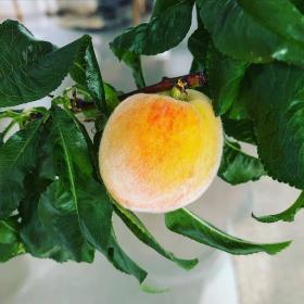peach leaves