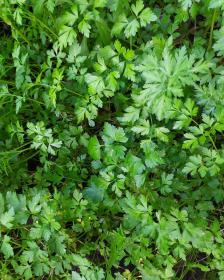 Petroselinum sativum