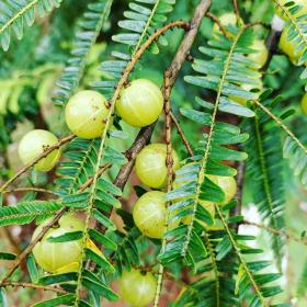 Phyllanthus Emblica