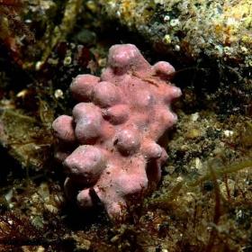 Lithothamnion Calcareum