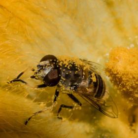 Pollen