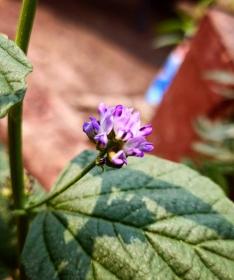 Psoralea Corylifolia