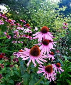 Purple coneflower