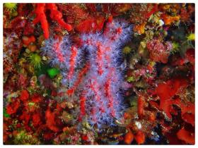 red corals