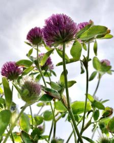 Red Clover
