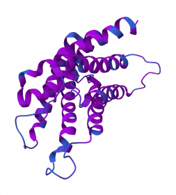 rh-Aquaporin-1