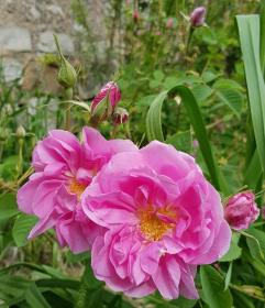 Damask rose - Rosa damascena