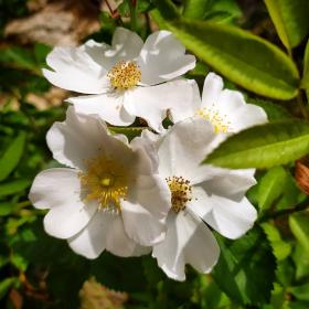 Rosa Canina