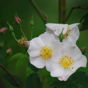 Rosa Moschata