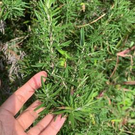 Rosemary