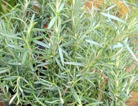 Rosemary
