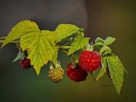 Rubus idaeus