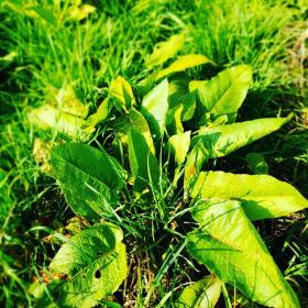 Rumex Acetosa