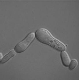 Saccharomyces