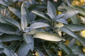 Salvia Officinalis