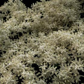 Sambucus nigra flower