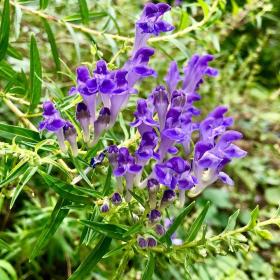 Scutellaria Baicalensis