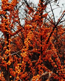 Sea buckthorn